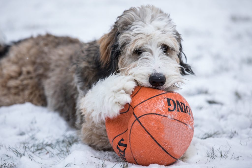 dog with basketball in snow
